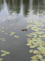 ducks on the lake