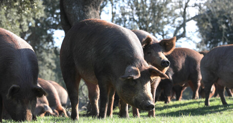 big Iberian pigs with big black nose eating acorns in a pasture
