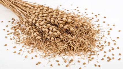 Uses of flax in producing seeds, oil, fibers, threads, and fabrics