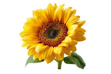 Fototapeta premium Vibrant yellow sunflower with detailed center and green leaves bursts with natural beauty and summer joy, perfect for organic marketing.