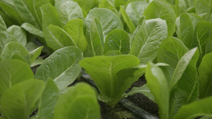 Organic vegetables and healthy eating, vegetable plots and sustainable farming