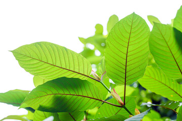 Isolated Red Vein Kratom white background. The leaf veins are red, rich in mitragynine, helping to relieve insomnia, reduce stress with clipping paths.