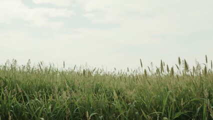 Fototapeta premium Lush rural scenery with abstract pattern and texture design