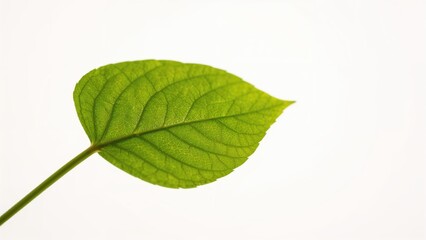 Lush green leaves set on a bright white background inside the house