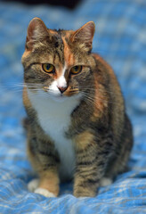 A beautiful calico cat with a white chest and paws sits on a soft blue blanket. Her amber eyes look forward attentively, creating an impression of calm and dignity.  