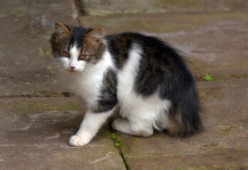 A fluffy black and white cat with brown markings stands on a stone surface in the street. 