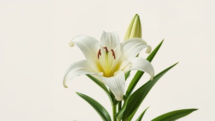 Fototapeta premium Garden scene with a lily flower