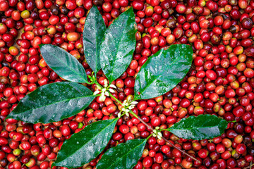coffee flowers and green leave red sherry raw coffee background