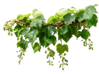 Vibrant green vine leaves and delicate blossoms glistening with fresh water droplets, perfect for natural beauty and seasonal themes.