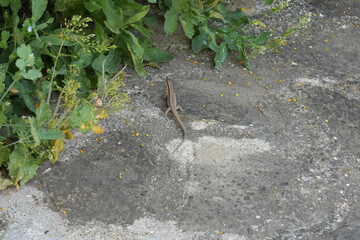 Closeup on a Common wall lizard, Podarcis muralis, ready to hide in vegetation