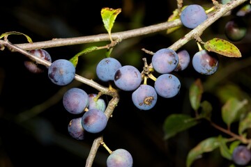 A group of blueberries growing in a countryside park in England.