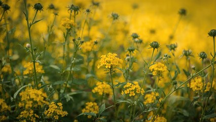 Fototapeta premium Bright yellow blossoms of mustard plants