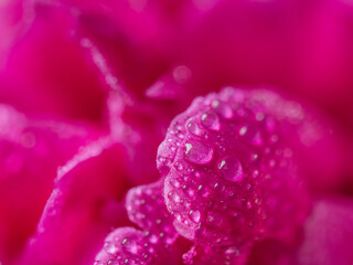  macro of a vibrant magenta peony petal covered in dewdrops. The water droplets glisten against the rich color, emphasizing texture and freshness.