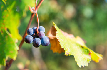 A close-up of ripe blue grapes hanging on a vine, surrounded by sunlit green leaves. The natural texture and colors highlight the freshness and bounty of the vineyard.