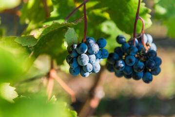 Close-up of ripe blue wine grapes hanging on a vine in Sremski Karlovci, Serbia, highlighting the rich color and freshness of the autumn harvest.