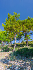 Lush pine trees grow on a rocky hillside under a vivid blue sky in Ulcinj, Montenegro. Sunlight filters through the greenery, highlighting the natural beauty of the coastal forest.
