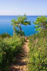 Narrow dirt path leads through lush coastal greenery to a viewpoint over the Adriatic Sea in Ulcinj, Montenegro. Vibrant pines frame the deep blue water under a clear summer sky.