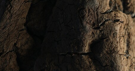 Close-up of cracked tree bark with rugged surface and dry texture