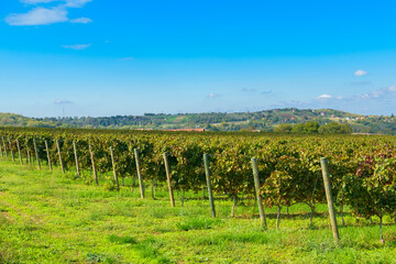  Neatly aligned vineyard rows in Sremski Karlovci, Serbia, stretching toward a scenic horizon with forests and distant towns under a bright blue sky.
