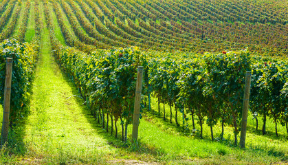 Lush vineyard stretches into the distance, with neatly aligned rows of grapevines bathed in sunlight. The vibrant green foliage and orderly planting highlight agricultural precision and natural beauty