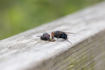 Two flies are eating food on a wooden fence in the countryside.