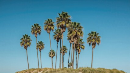 Obraz premium Tall tropical trees under a bright sky symbolizing relaxation and liberty from a previous era