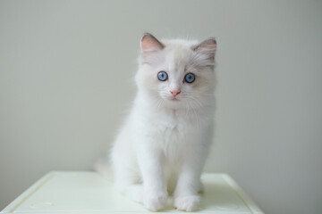 2 months old ragdoll kitten looking into the camera. domestic cat