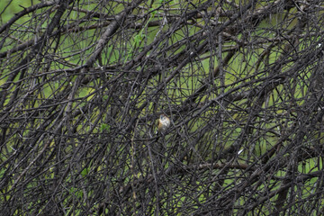 green moss background