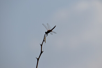 dragonfly on a branch