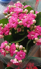 Pink Kalanchoe Flowers with Buds in Bloom