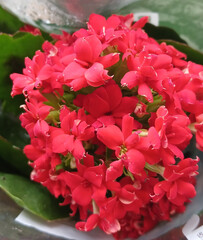 Red Kalanchoe Flower Cluster in Full Bloom