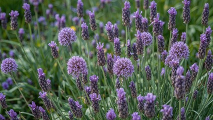 Detailed view of lavender and allium flowers flourishing beside a path amidst vibrant green foliage.