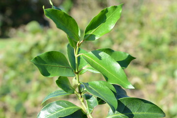Gardneria nutans Siebold Zucc (Yeong-ju-chi-ja) glossy green leaves with medicinal properties for anti-inflammatory and detoxifying effects. Photographed in Korea.