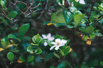 宇治上神社、真っ白のキレイな花、京都、日本