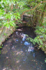 宇治上神社、世界遺産の美しい景観、京都、日本