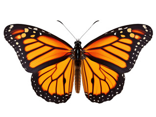 Fototapeta premium Vibrant monarch butterfly with open wings, showcasing intricate patterns and vivid orange and black coloration on transparent background