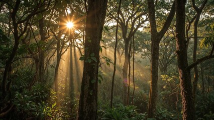Obraz premium Early rays of the sun illuminating a verdant forest