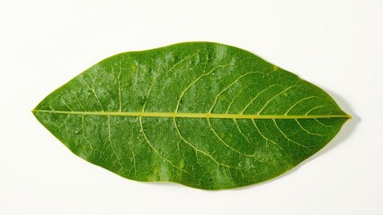 Bamboo tray holding papaya foliage against a plain white backdrop, featuring natural textures and health-related themes