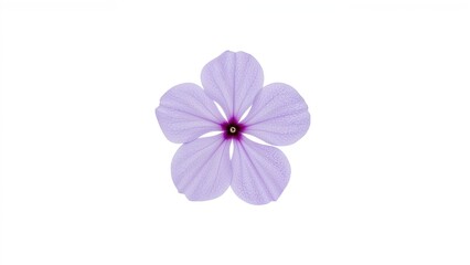 Soft purple flowers featured on a stark white background