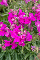 pink snapdragon Antirrhinum majus blooming in summer