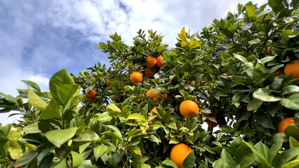 oranges in a orange grove