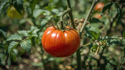 Bright red tomatoes growing outdoors with blurred background