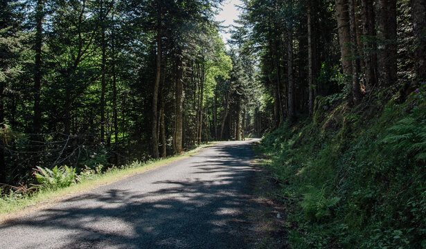 Route de montagne en for&ecirc;t 