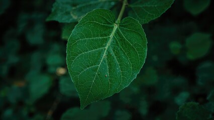 Intimate portrait of a single green leaf against a smooth green background
