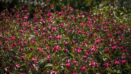 Fototapeta premium Colorful pink fuchsia blooms in abundance
