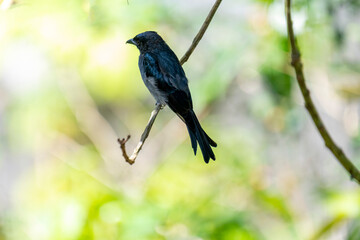 A White-bellied Drongo perches gracefully on a slender branch, its sleek black-blue plumage contrasting with the soft white belly. Sunlight filters through lush greenery in the blurred background.