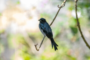 Obraz premium A White-bellied Drongo perches gracefully on a slender branch, its sleek black-blue plumage contrasting with the soft white belly. Sunlight filters through lush greenery in the blurred background.