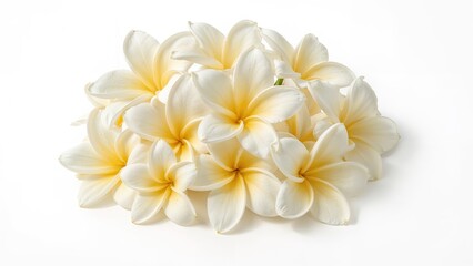 Fototapeta premium Plumeria blooms isolated on a white surface