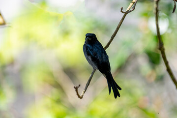 A White-bellied Drongo perches gracefully on a slender branch, its sleek black-blue plumage contrasting with the soft white belly. Sunlight filters through lush greenery in the blurred background.