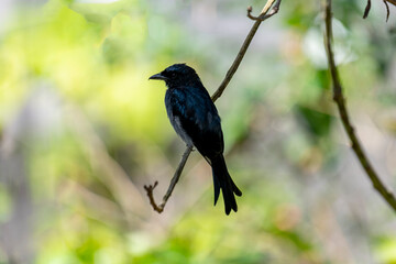 A White-bellied Drongo perches gracefully on a slender branch, its sleek black-blue plumage contrasting with the soft white belly. Sunlight filters through lush greenery in the blurred background.